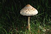 grote parasolzwam (macrolepiota procera) 1545